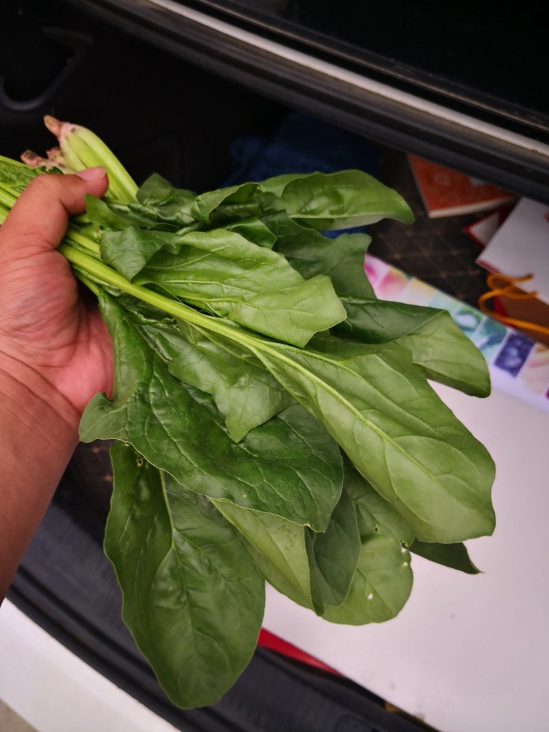大叶菠菜
