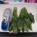 大叶菠菜