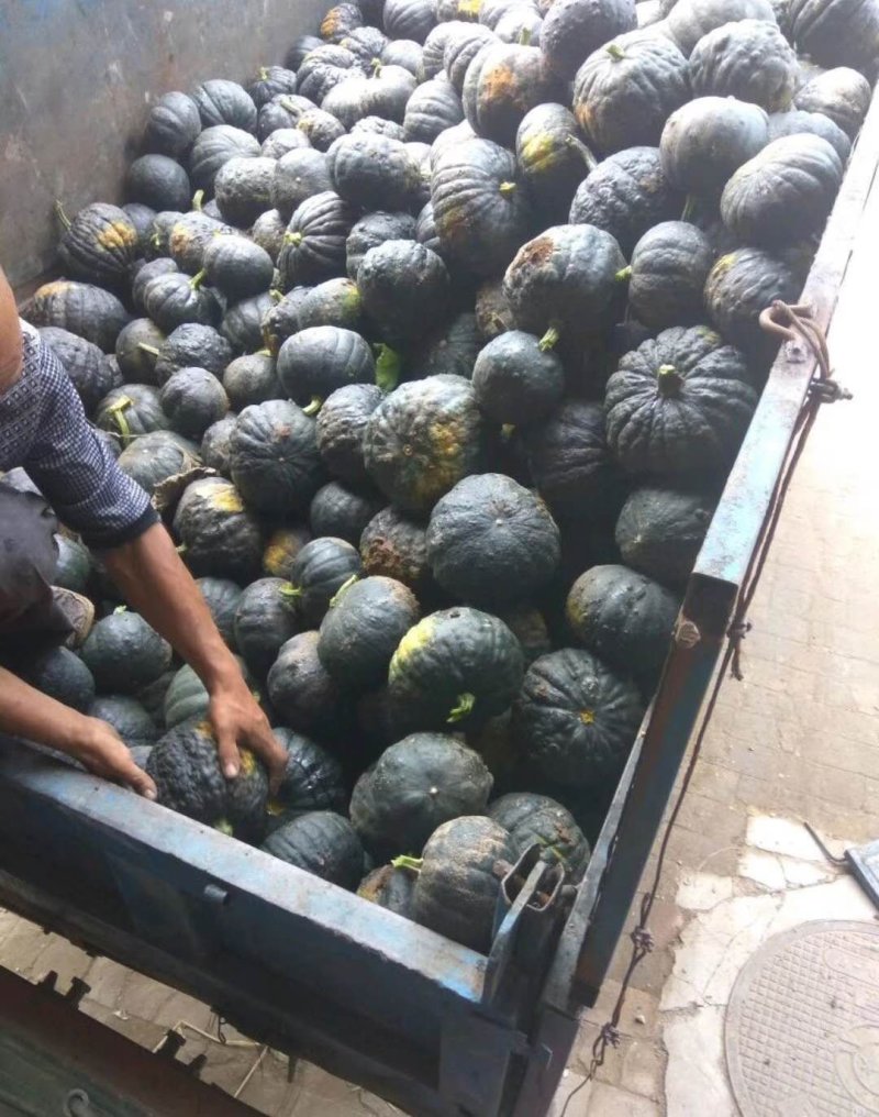 黑皮日本南瓜黑皮南瓜品质好量大，面甜