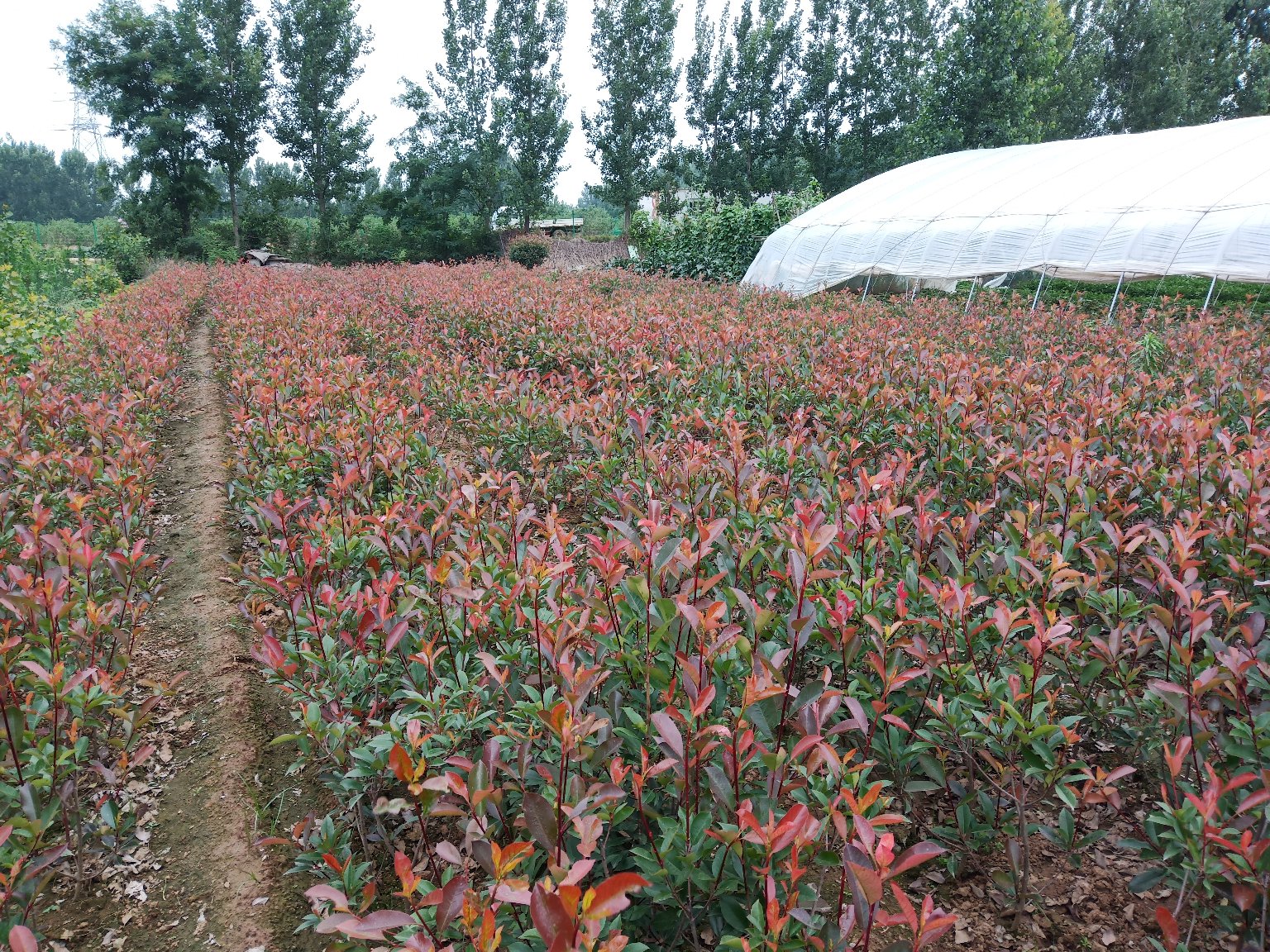 小苗红叶石楠在苗圃中生长状态良好