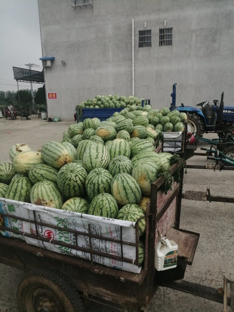 湖北钟祥官庄湖农场西瓜大量上市！