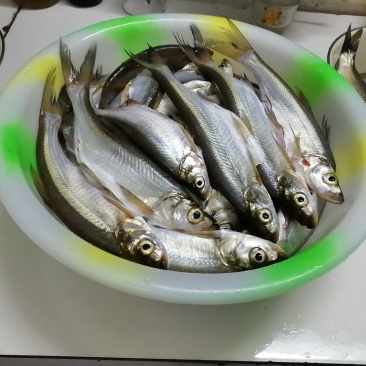 翘壳，淡水鱼，野生翘嘴鱼