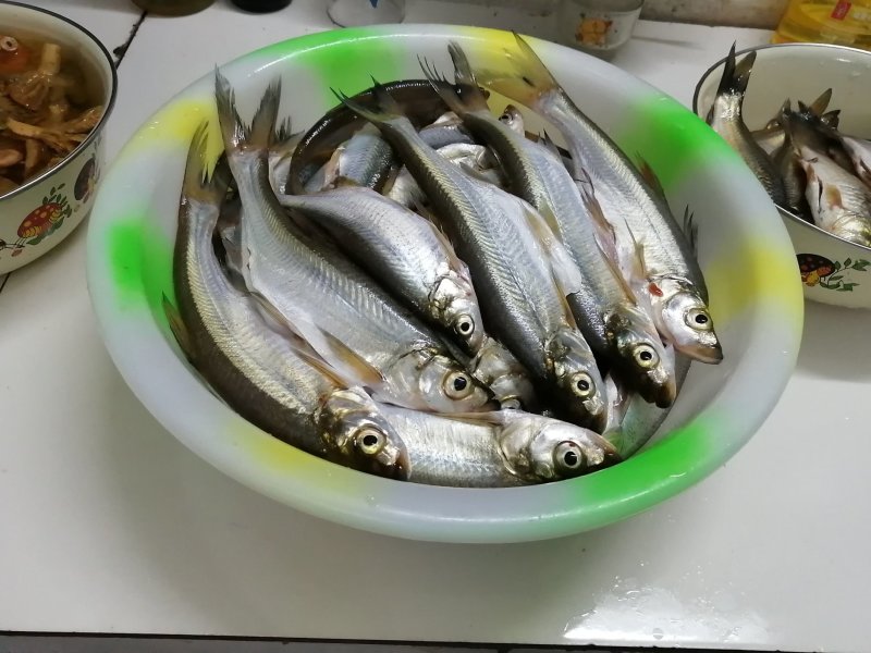翘壳，淡水鱼，野生翘嘴鱼