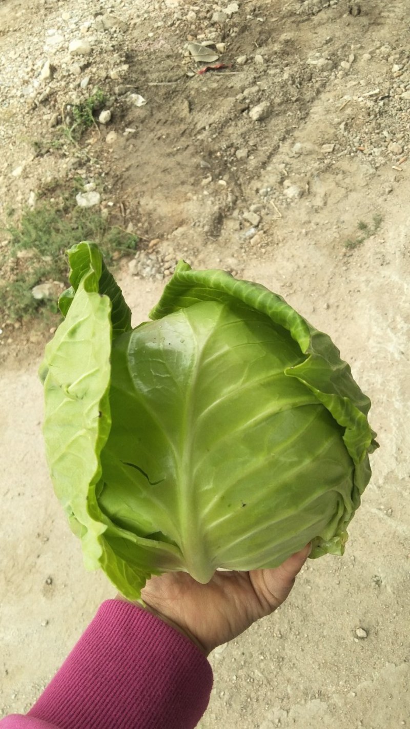 甘肃甘蓝中甘甘蓝定西精品高原甘蓝农户自种现摘现发产区直供