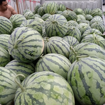 8424西瓜，968西瓜