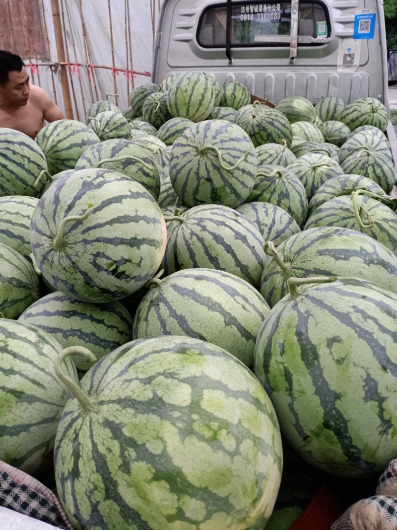 8424西瓜，968西瓜