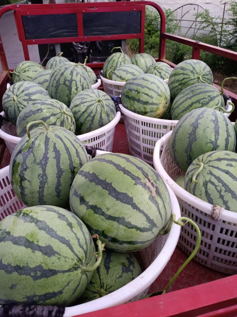 8424西瓜，968西瓜