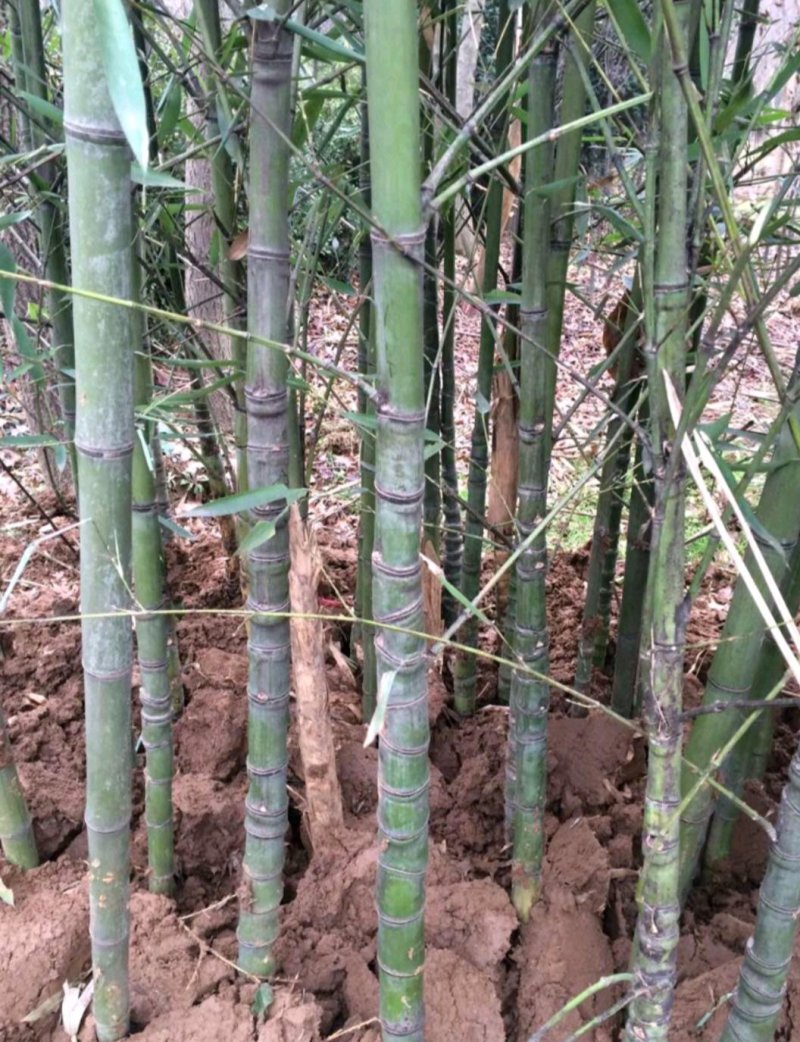 罗汉竹，人面竹