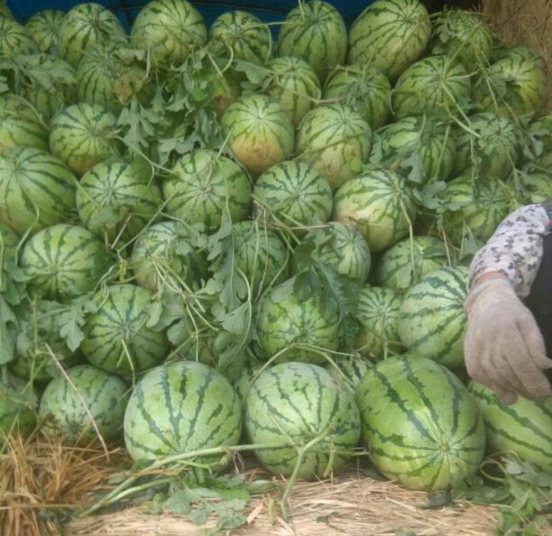 西农八号丰抗八八长花瓜，万亩基地，质量可靠，欢迎采购