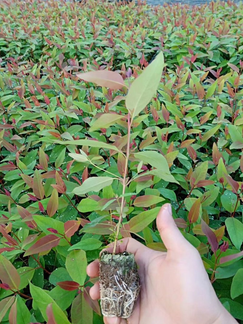 桉树苗107量大包运费专车直达