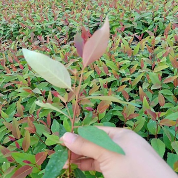 桉树苗107量大包运费专车直达