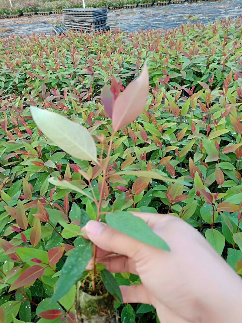 桉树苗107量大包运费专车直达