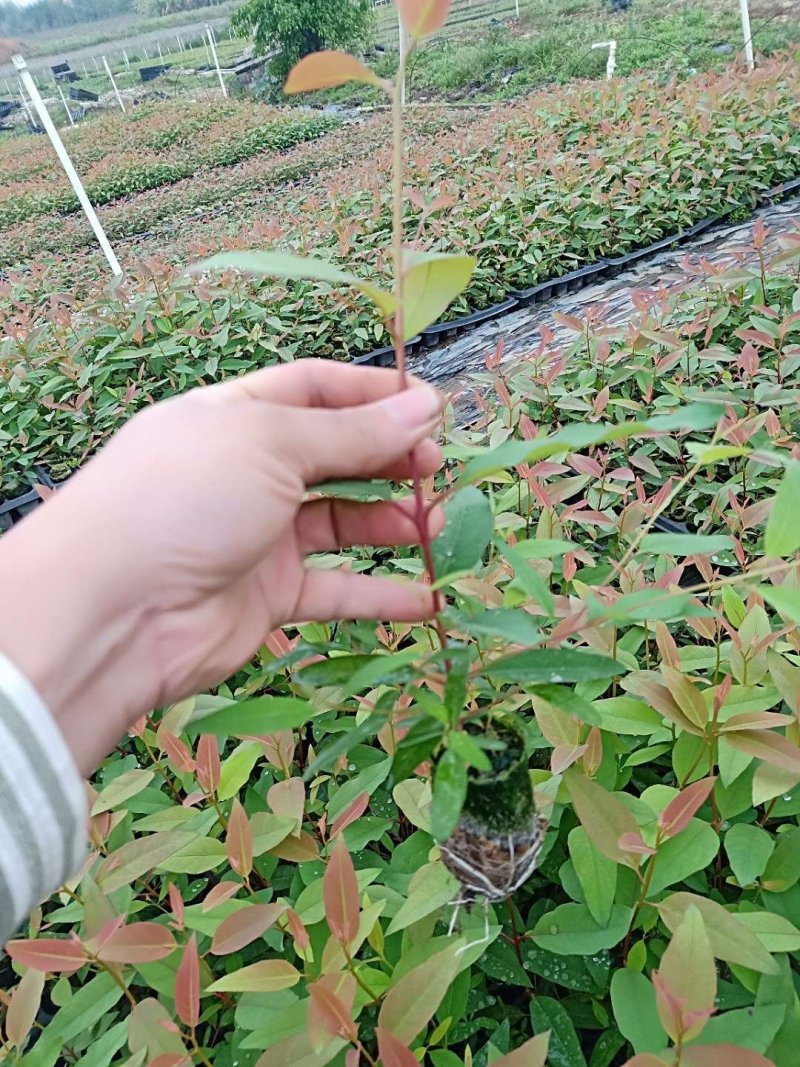 桉树苗107量大包运费专车直达