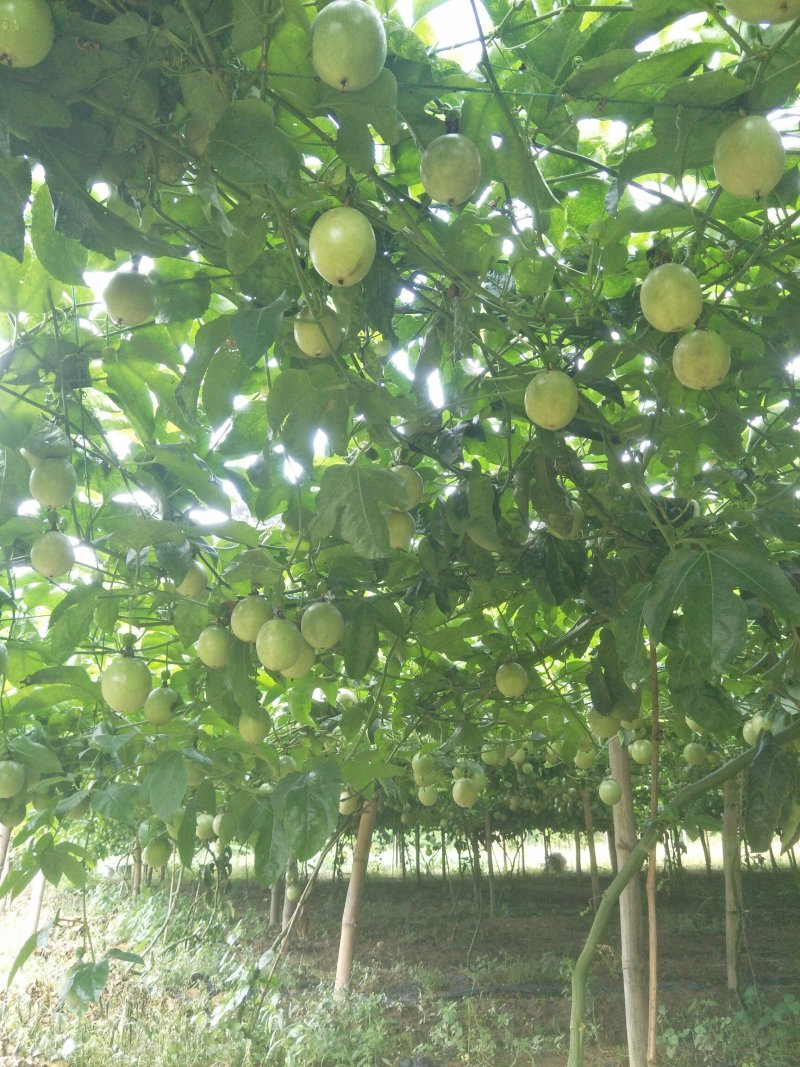紫香百香果