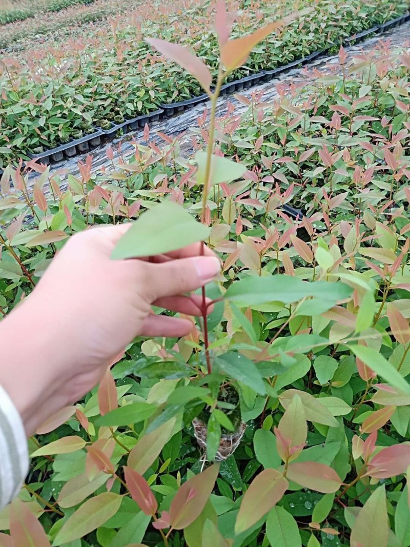 耐寒桉树苗湘桉6号桉树苗量大免费包送专车直达