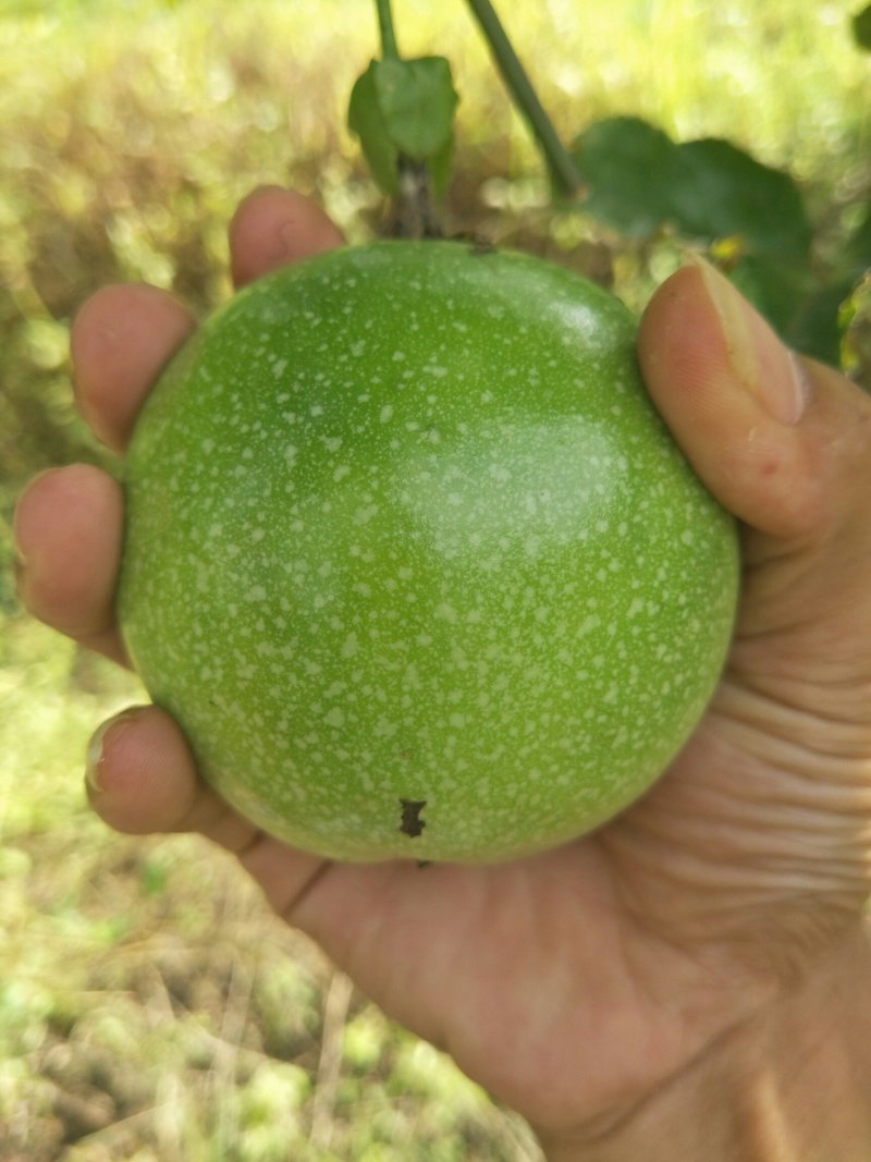 黄金百香果芭乐味