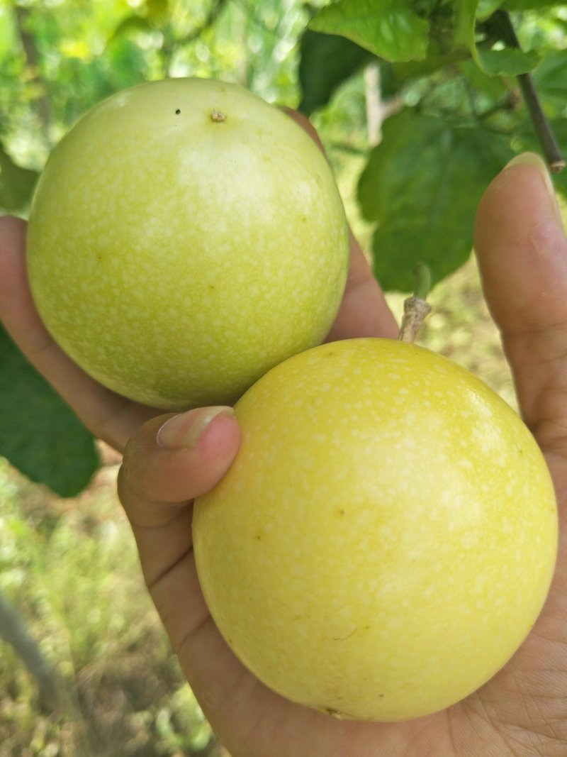 黄金百香果芭乐味