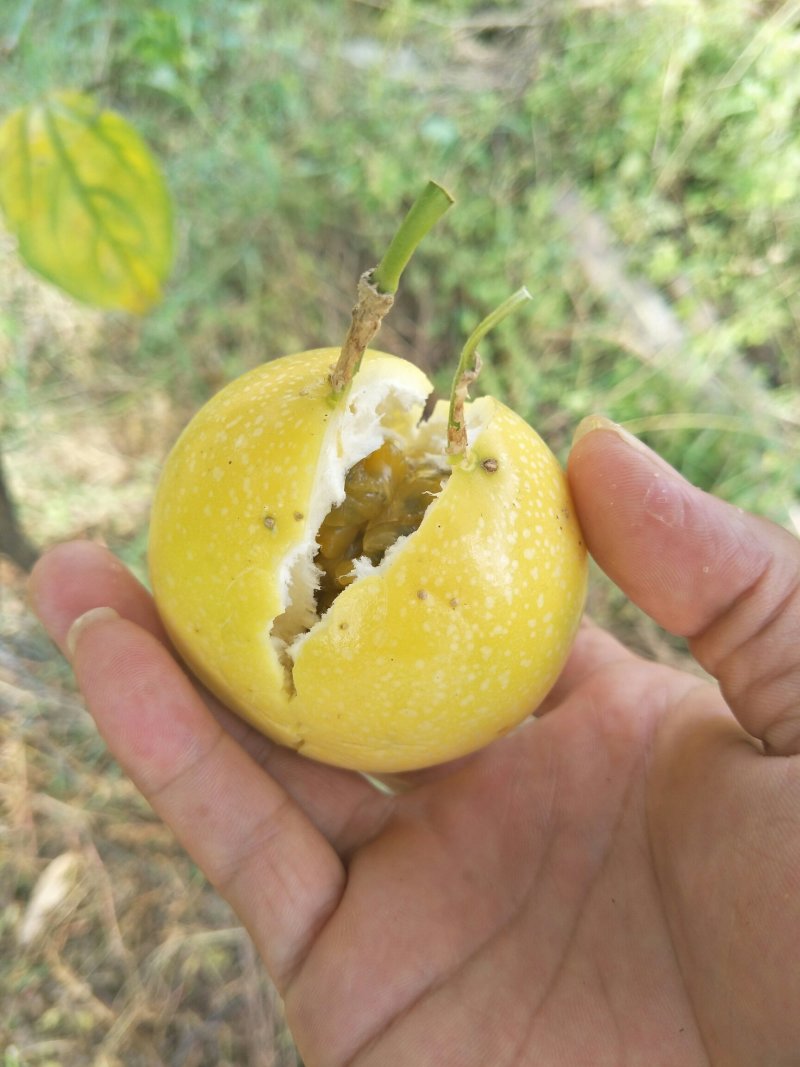 黄金百香果芭乐味