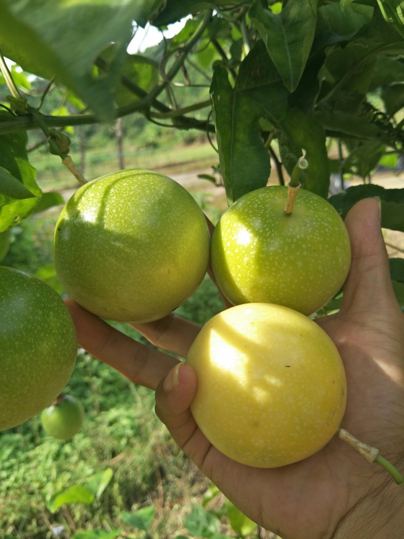 黄金百香果芭乐味