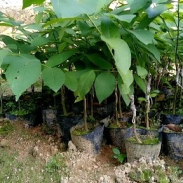 凤梨释迦苗11x14杯高度50公分不包邮