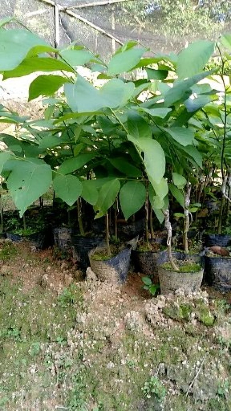 凤梨释迦苗11x14杯高度50公分不包邮