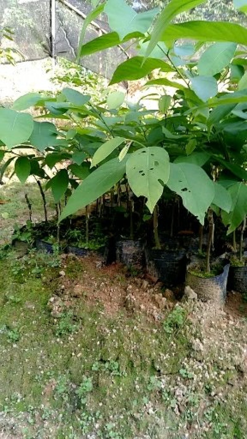 凤梨释迦苗11x14杯高度50公分不包邮