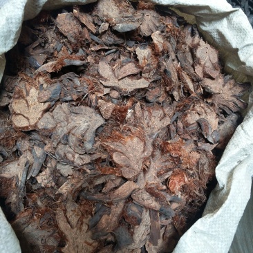 振兴药材批发供应贯众规格齐全产地直供一手货源全国发货