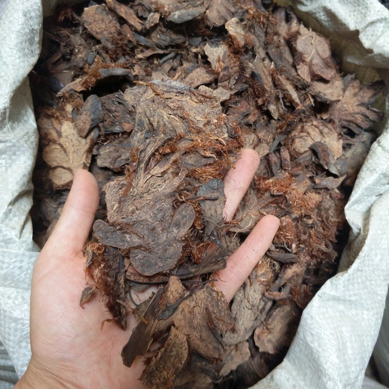 振兴药材批发供应贯众规格齐全产地直供一手货源全国发货