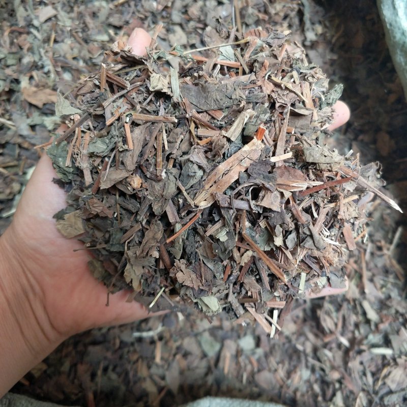 振兴药材批发供应鱼腥草规格齐全产地直供一手货源全国发货