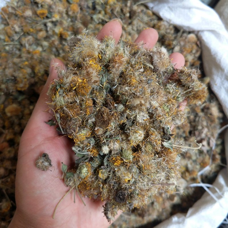 振兴药材批发供应旋覆花产地直供一手货源全国发