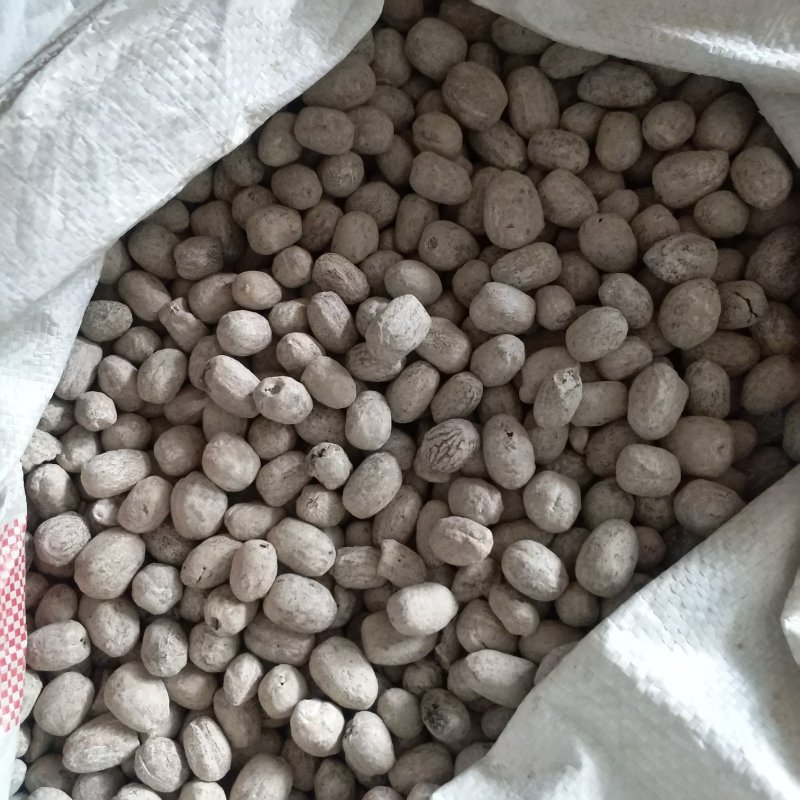 振兴药材批发供应肉豆蔻规格齐全产地直供一手货源全国发货