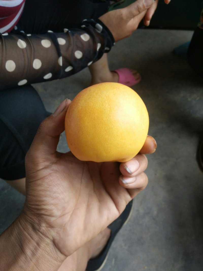 黄油桃