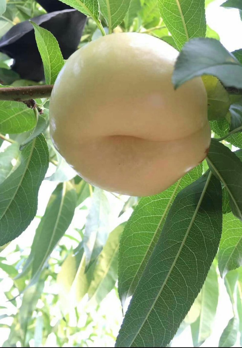 奶油蟠桃