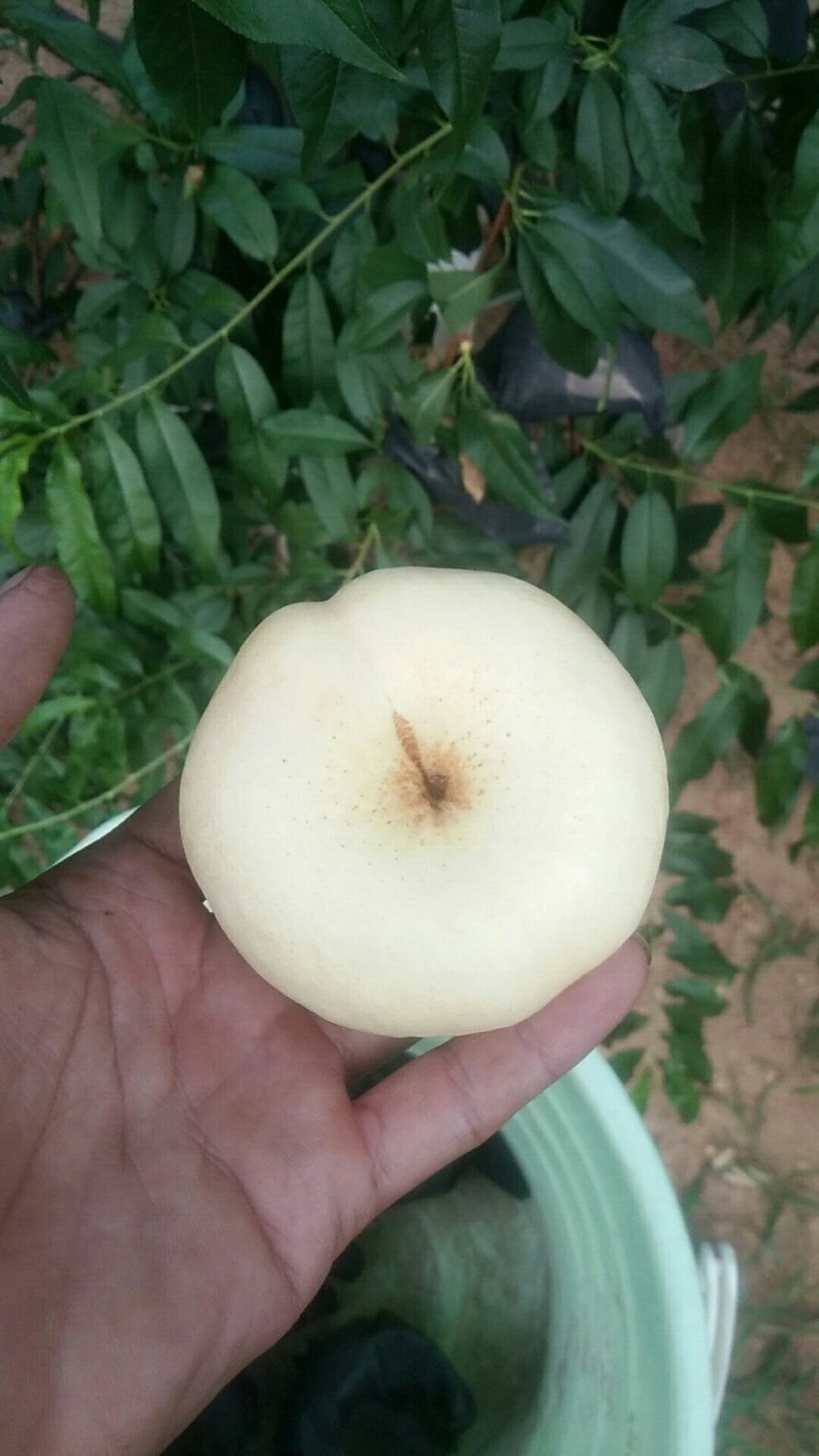 奶油蟠桃