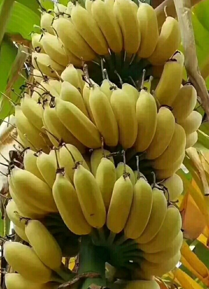 苹果蕉