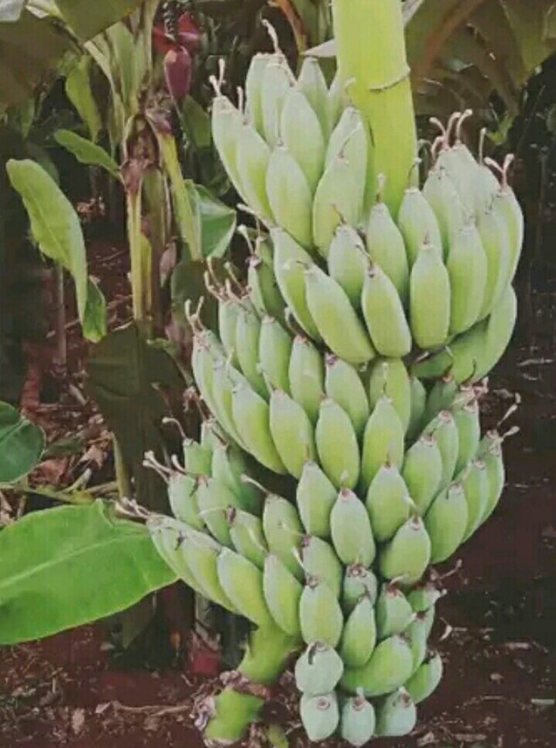 苹果蕉