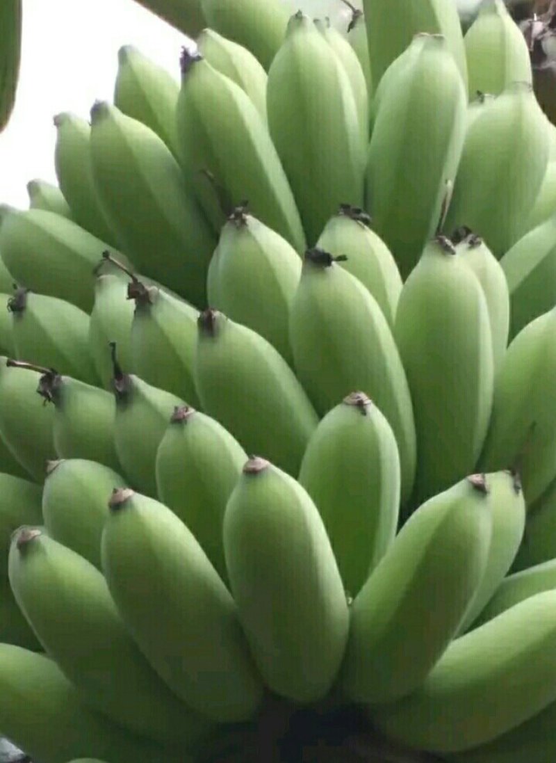 苹果蕉