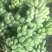 苹果蕉