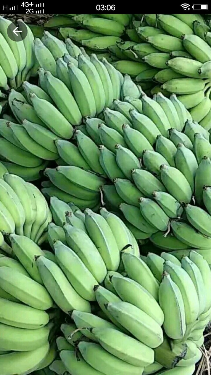 苹果蕉