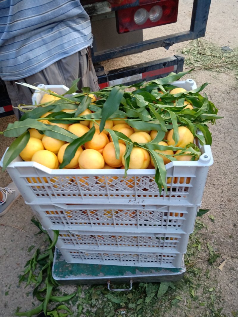黄油桃