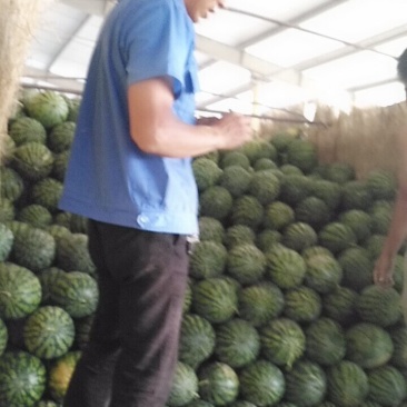 云南本地甜王西瓜（西瓜大量上市品种多多），，，，，，，