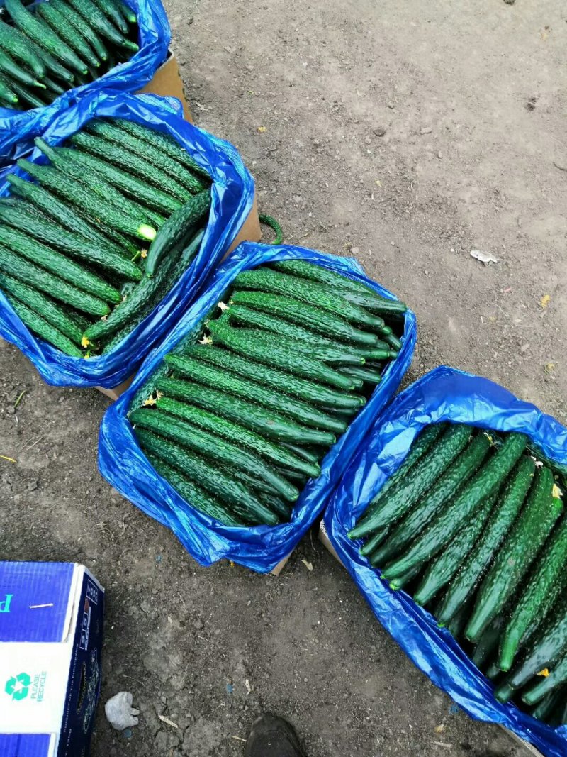 黄瓜