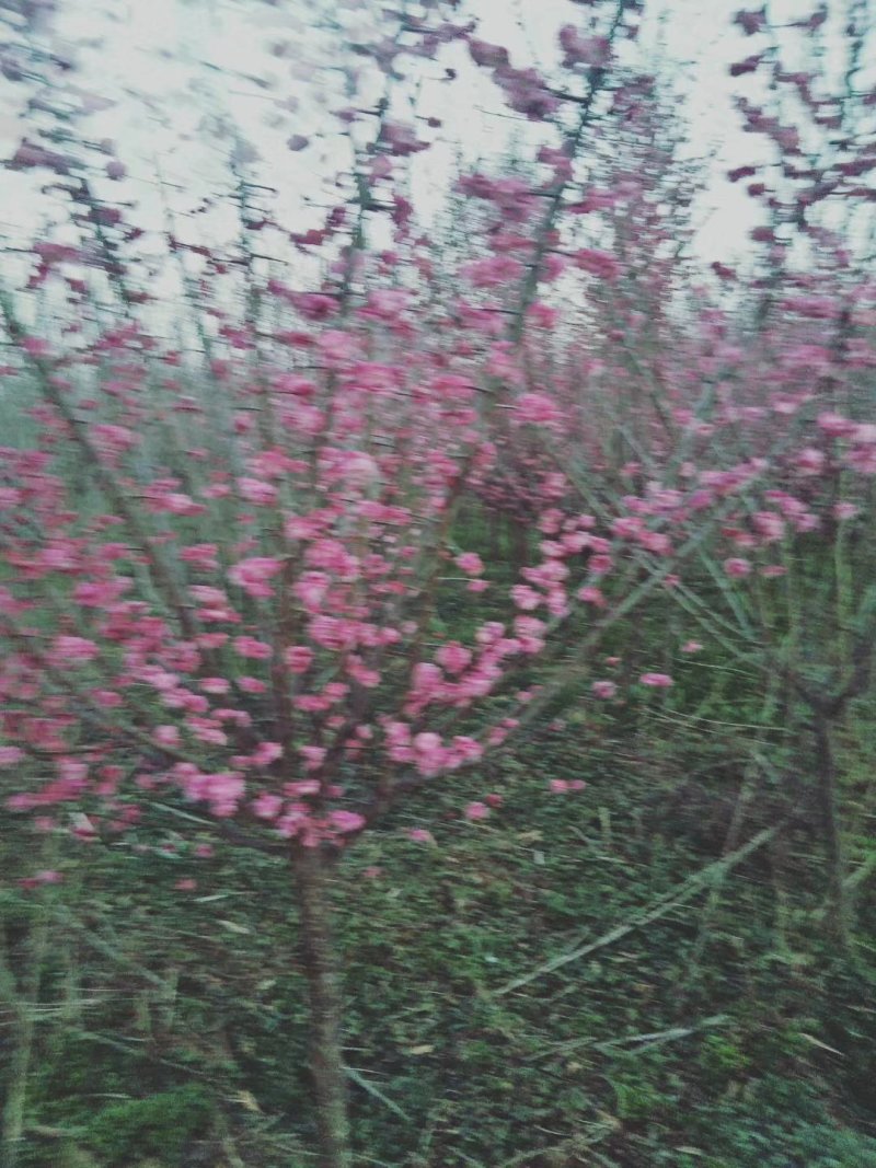 红梅适用全国各地种植。可提供技术种植技术。占地100亩。