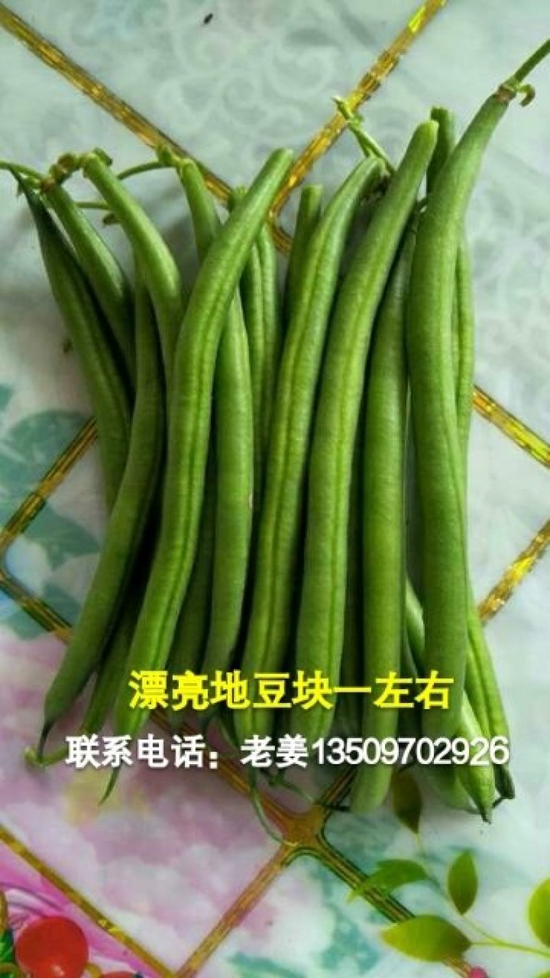 漂亮地豆，块一左右