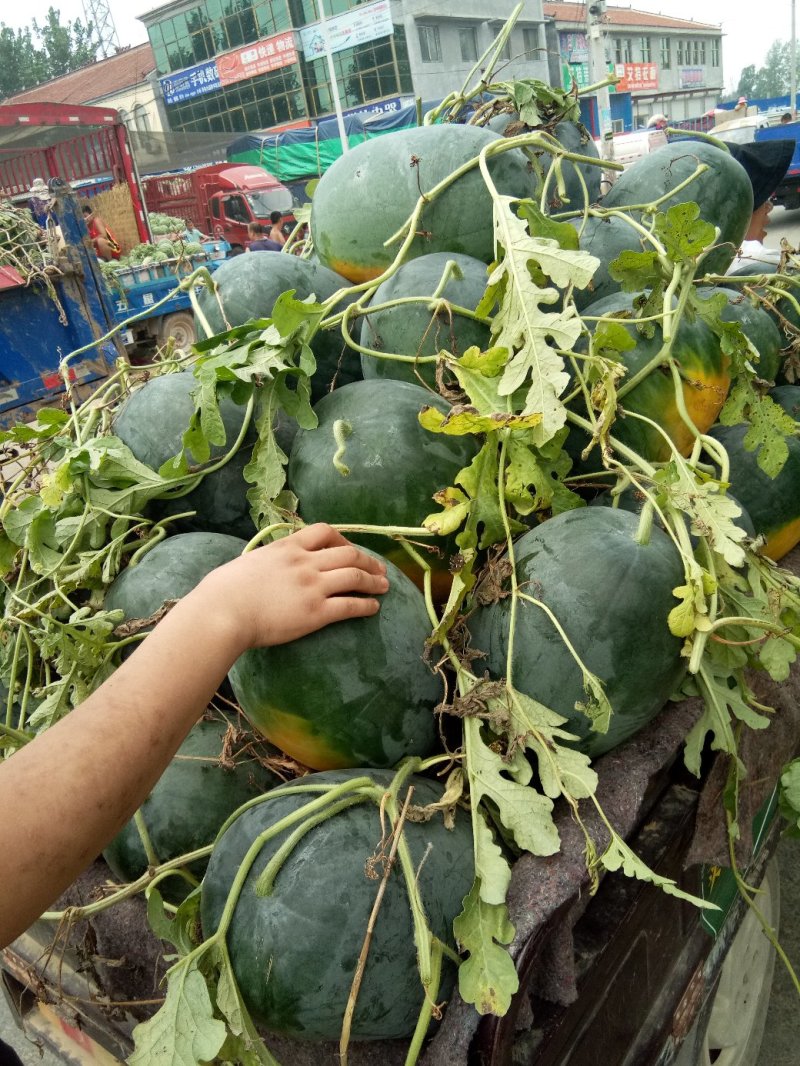 西瓜，露天西瓜，自然成熟，口感好，满足各个地区需求