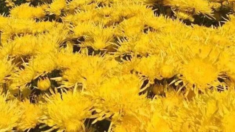 金丝皇菊