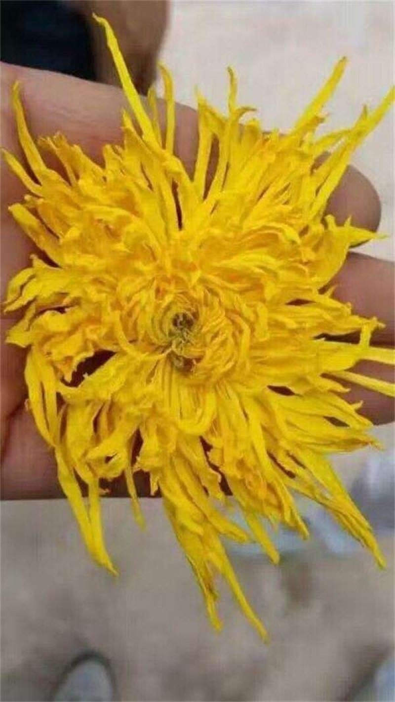 金丝皇菊