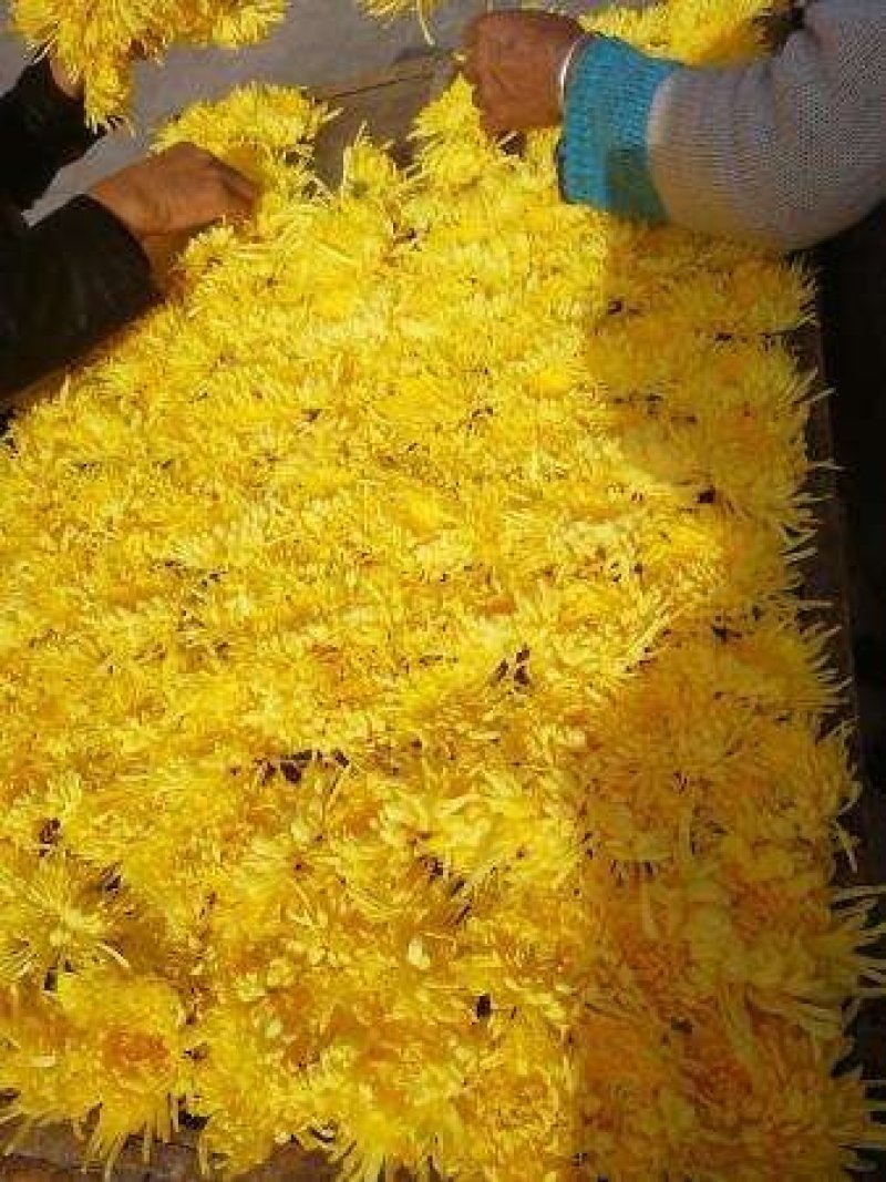 金丝皇菊