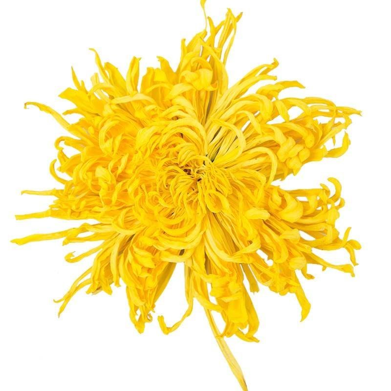 金丝皇菊