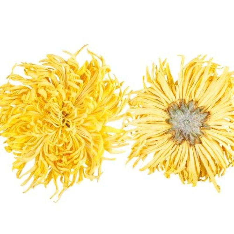 金丝皇菊